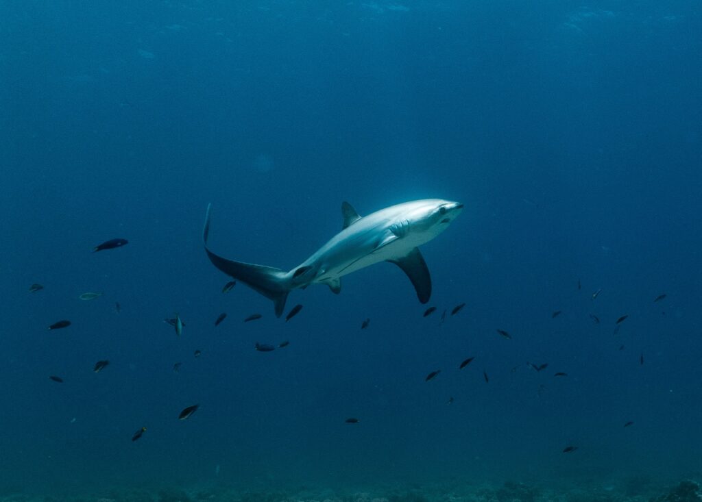 🦈 상어가 이렇게 귀엽다구? 눈부시게 맑고 깨끗한 바다, 필리핀 말라파스쿠아 여행! 2 DSC3351